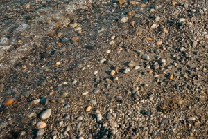 サンファン島グリフィン湾3時間ツアー