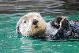 Seattle CityPASS®: Poupa até 46% em 5 atracções de topo