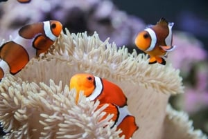 Seattle CityPASS®: Poupa até 46% em 5 atracções de topo