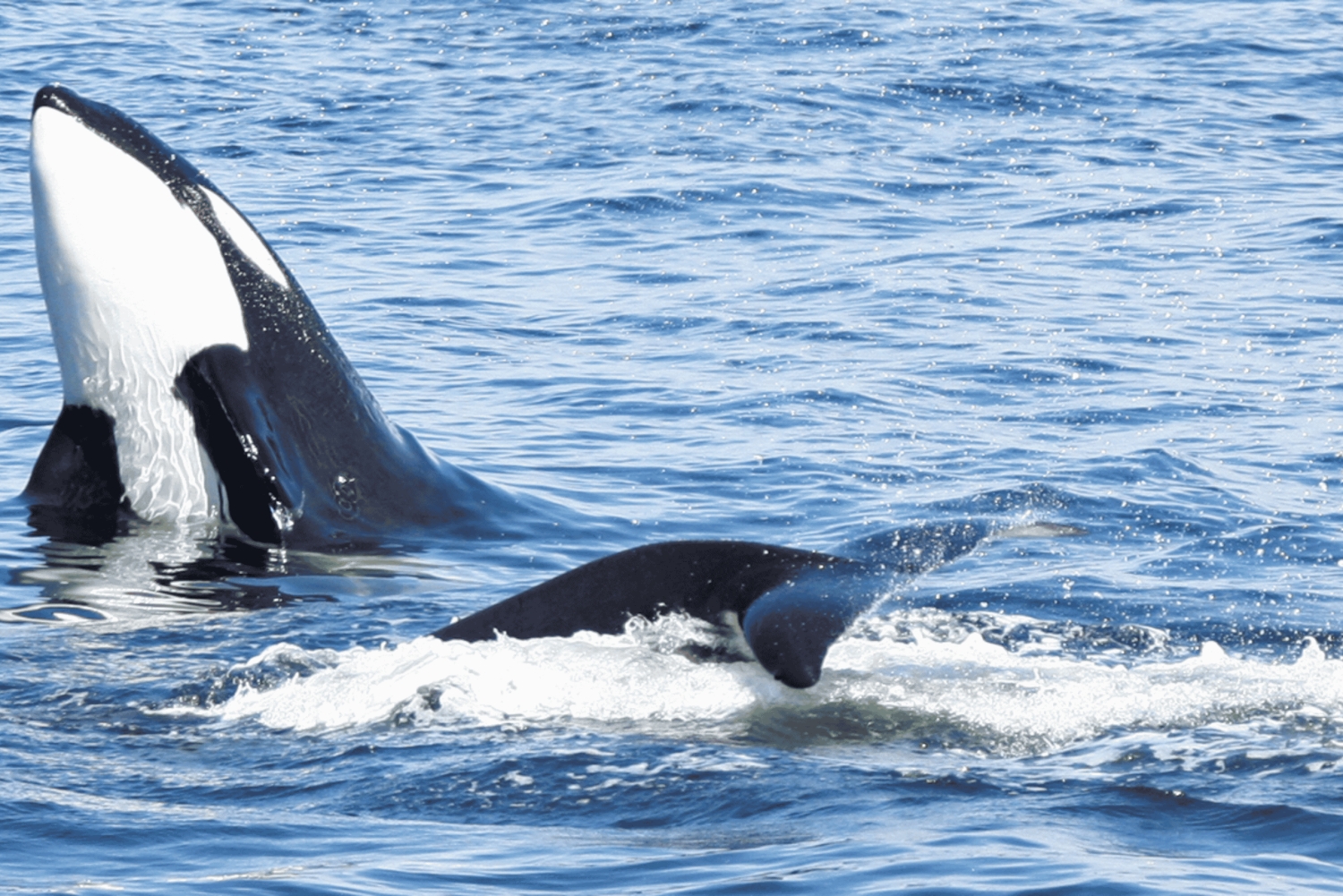 Seattle: Halve dag wildlife en walvistour