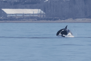 Seattle: Halve dag wildlife en walvistour