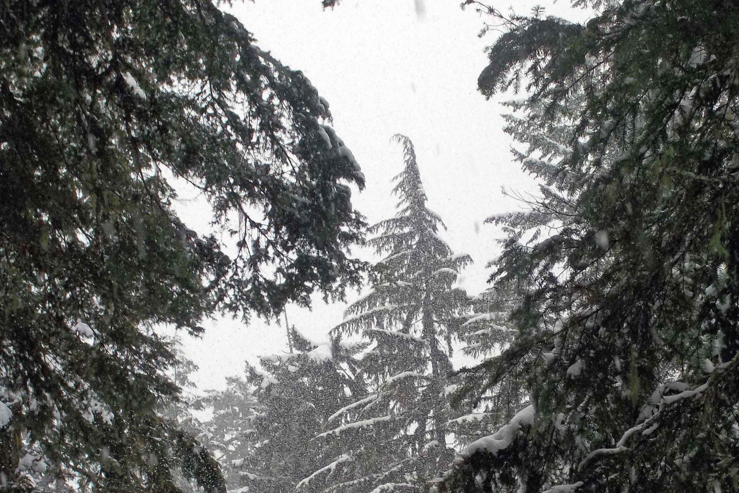 シアトル：レーニア山のロングマイヤー冬の 1 日ツアー