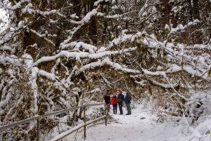シアトル：レーニア山のロングマイヤー冬の 1 日ツアー