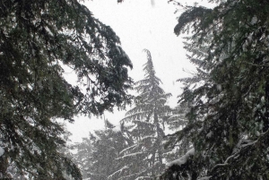 シアトル：レーニア山のロングマイヤー冬の 1 日ツアー