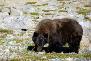 シアトル：マウント・レーニア公園オールインクルーシブ小グループツアー