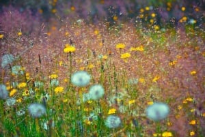 シアトル：マウント・レーニア公園オールインクルーシブ小グループツアー