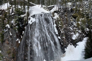 Seattle : Randonnée au Mont Rainier avec cascades, glaciers et arbres