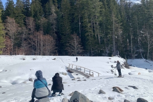 Seattle : Randonnée au Mont Rainier avec cascades, glaciers et arbres