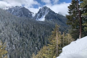 Seattle : Randonnée au Mont Rainier avec cascades, glaciers et arbres