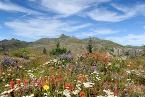 Seattle: Wycieczka w małej grupie do pomnika narodowego Mt. St. Helens