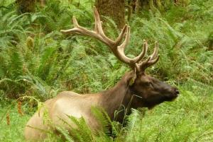 Seattle: Olympic National Park Small-Group Tour