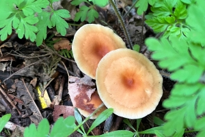 Seattle: Snoqualmie Falls ja Twin Falls opastettu kierros