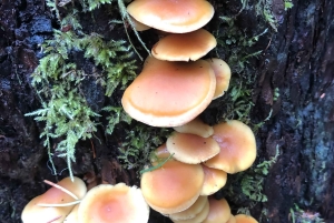 Seattle: Snoqualmie Falls ja Twin Falls opastettu kierros