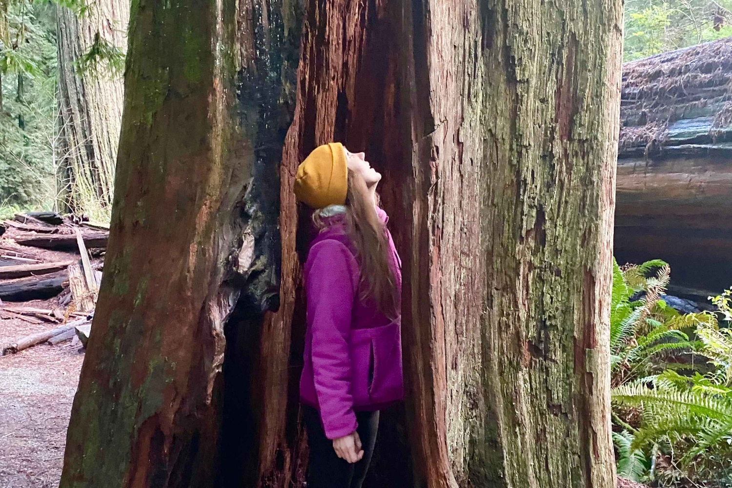 Seattlesta Kaliforniaan: kansallispuistoja ja rannikkoretki