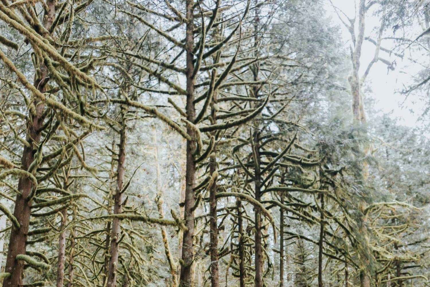 Seattle : Randonnée au pays des merveilles des chutes d'eau dans le parc Wallace Falls