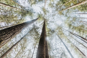 Seattle : Randonnée au pays des merveilles des chutes d'eau dans le parc Wallace Falls