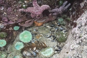 Seattle : Whidbey Island Deception Pass + Voyage d'observation des oiseaux en hiver