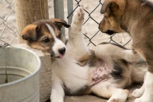 Skagway: Yukon, White Pass e Husky Sled Camp Combo Tour