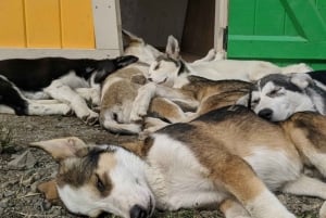 Skagway: Yukon, White Pass e Husky Sled Camp Combo Tour