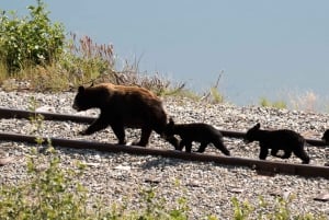 Skagway: Yukon, White Pass e Husky Sled Camp Combo Tour