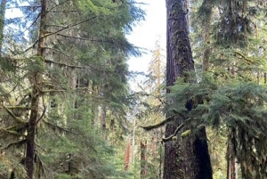 小グループ：シアトル発 オリンピック国立公園＆フォークス日帰りツアー