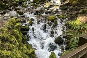 小グループ：シアトル発 オリンピック国立公園＆フォークス日帰りツアー