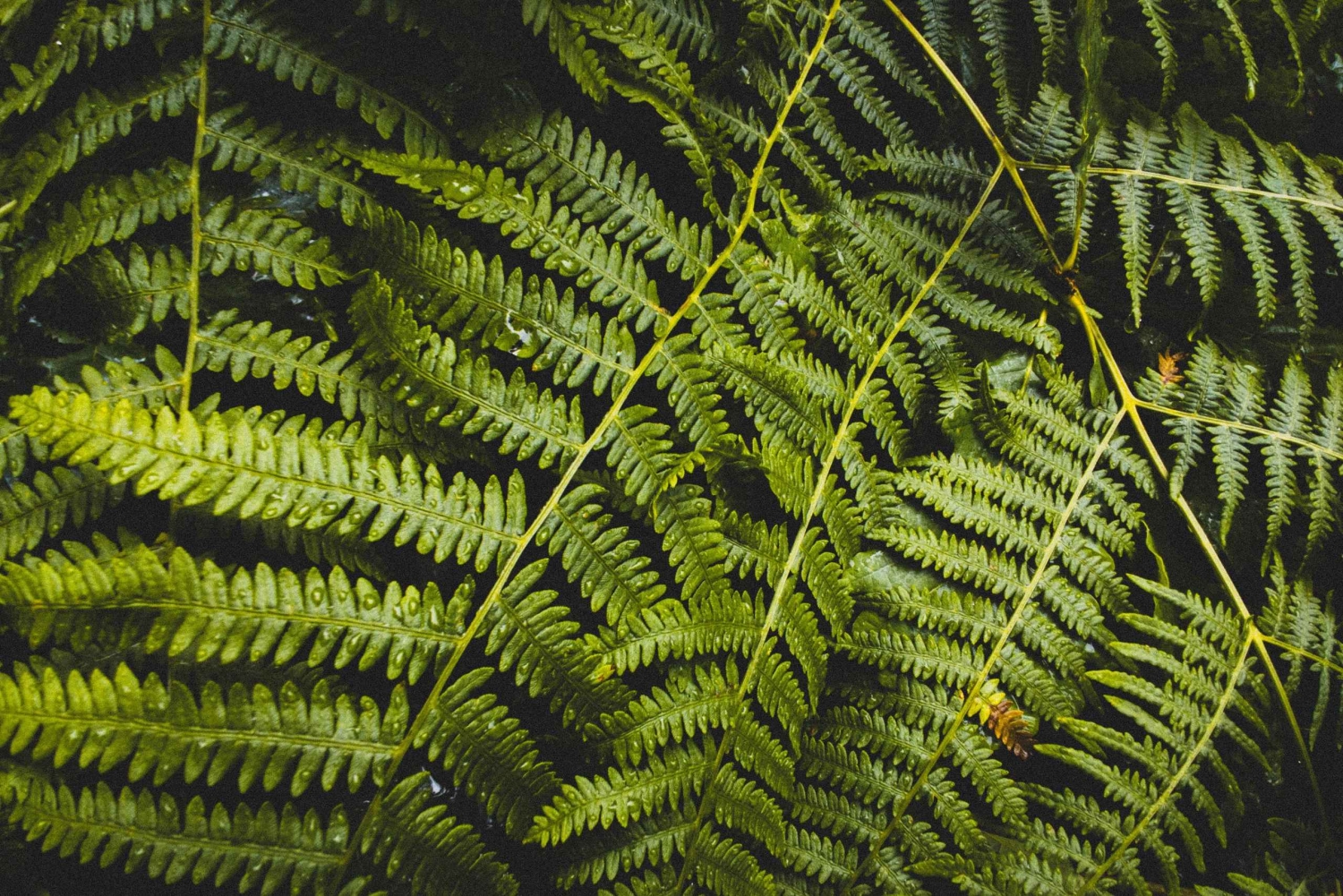 Снокуолми, Твин-Фолс и древний лес (транспорт включен)