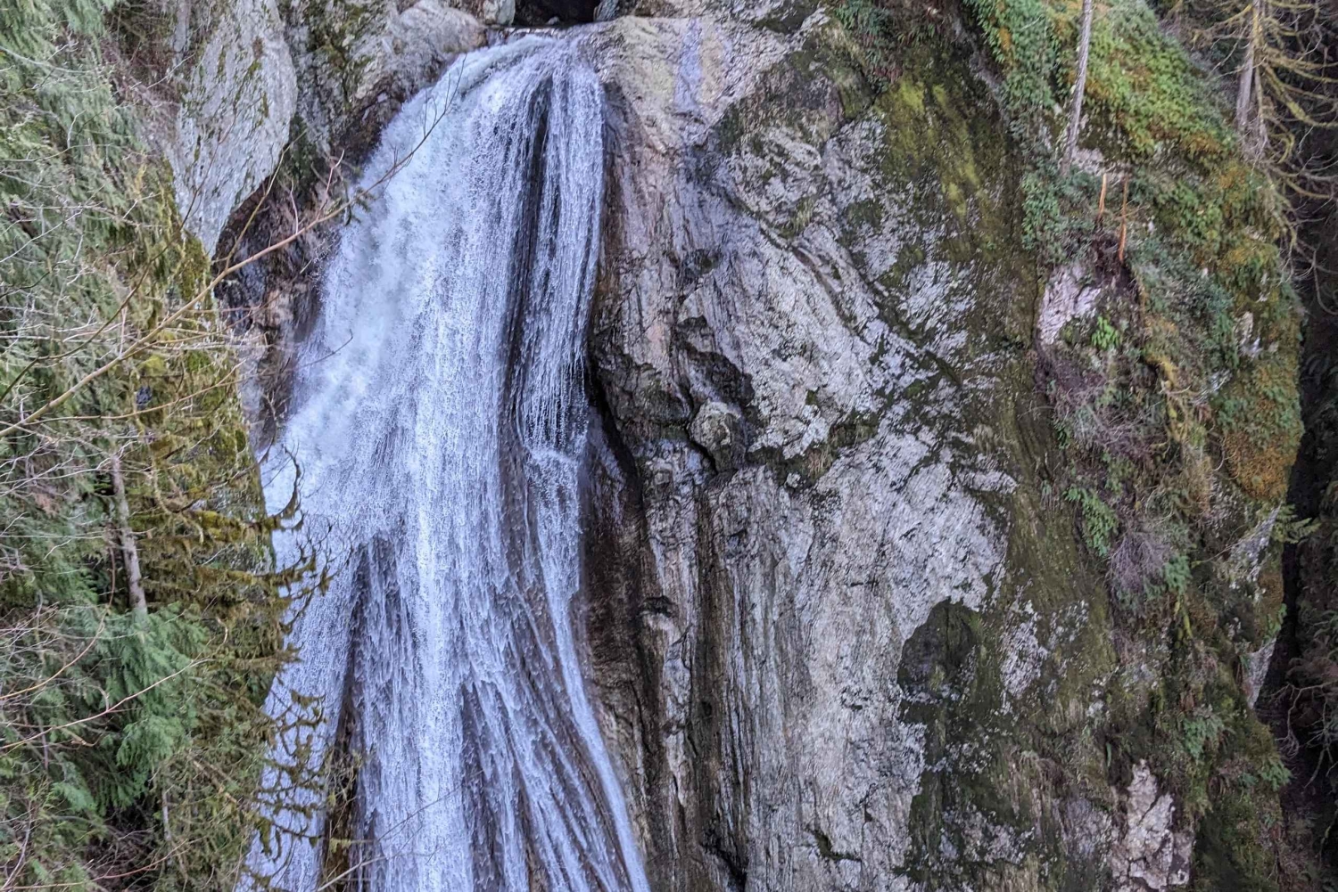 Снокуолми, Твин-Фолс и древний лес (транспорт включен)