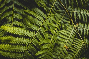 Снокуолми, Твин-Фолс и древний лес (транспорт включен)