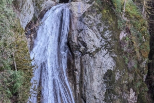 Снокуолми, Твин-Фолс и древний лес (транспорт включен)