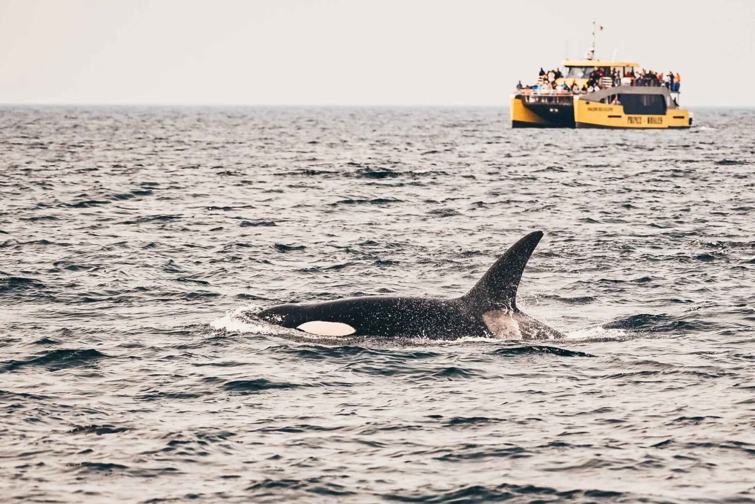 Vancouver: Aventura de observação de baleias coberta com fotos gratuitas