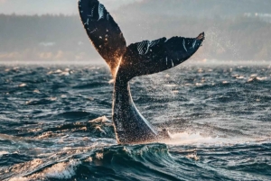 Vancouver: Aventura de observação de baleias coberta com fotos gratuitas
