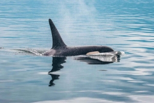 Vancouver: Aventura de observação de baleias coberta com fotos gratuitas