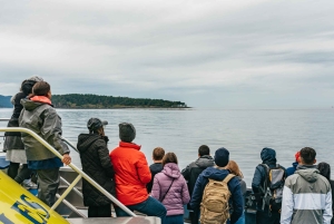 Vancouver: Aventura de observação de baleias coberta com fotos gratuitas