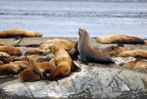 Vancouver: Aventura de observação de baleias coberta com fotos gratuitas