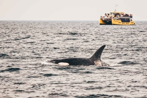 Victoria: Avventura coperta per l'osservazione delle balene con foto gratuite