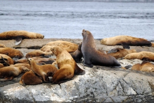 Victoria: Avventura coperta per l'osservazione delle balene con foto gratuite