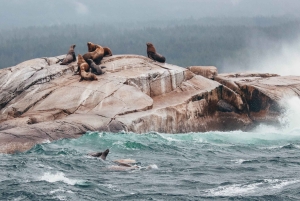 Victoria: Avventura coperta per l'osservazione delle balene con foto gratuite