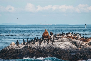 Victoria: Avventura coperta per l'osservazione delle balene con foto gratuite