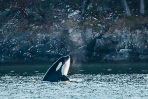 Victoria: Avventura coperta per l'osservazione delle balene con foto gratuite