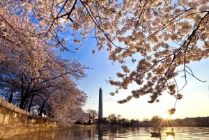 Washington: Cherry Blossom Tour