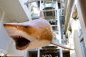 Washington D.C. speurtocht voor gezinnen in het Natural History Museum
