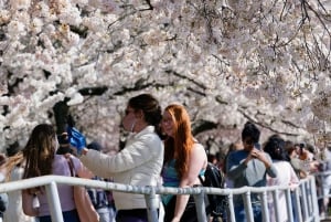 Washington DC: Cherry Blossom Walking Tour