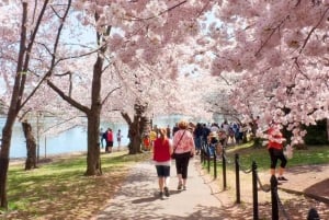 Washington DC: Cherry Blossom Walking Tour