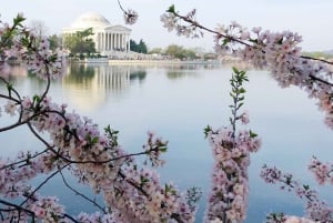 Washington DC: Cherry Blossom Walking Tour