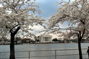 Washington DC: Cherry Blossom Walking Tour