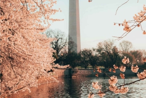 Washington DC from New York 1 Day