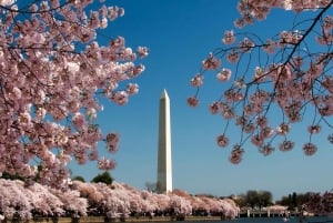 Washington DC: Multilingual Private Day or Evening SUV Tour
