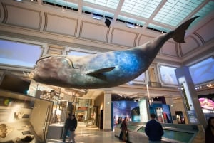 Washington DC: Museum für Naturgeschichte Private Führung
