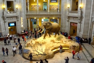 Washington DC: Museum für Naturgeschichte Private Führung
